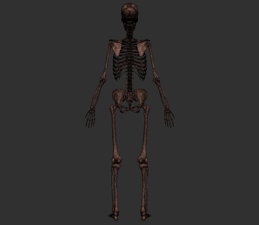 Human Anatomy Basemesh Collection Decimated 3D model_13