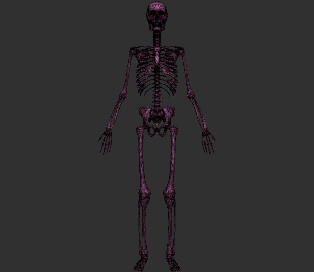 Human Anatomy Basemesh Collection Decimated 3D model_5
