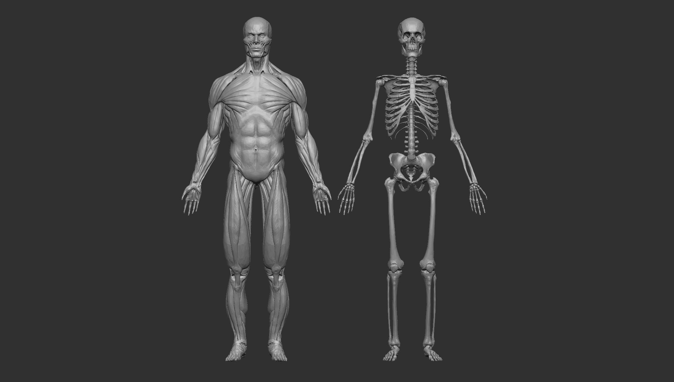 Human Anatomy Basemesh Collection Decimated 3D model_2
