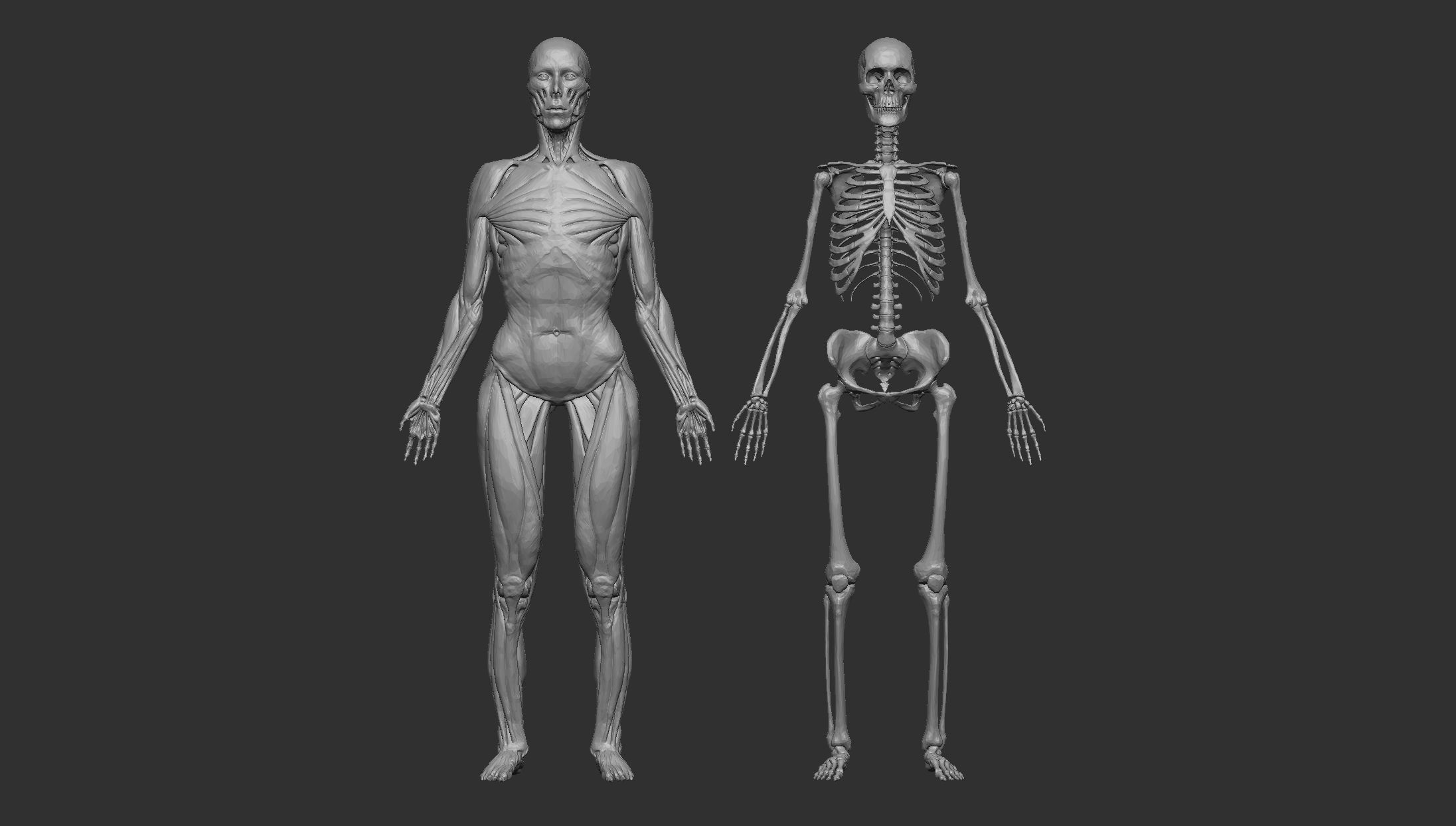 Human Anatomy Basemesh Collection Decimated 3D model_1