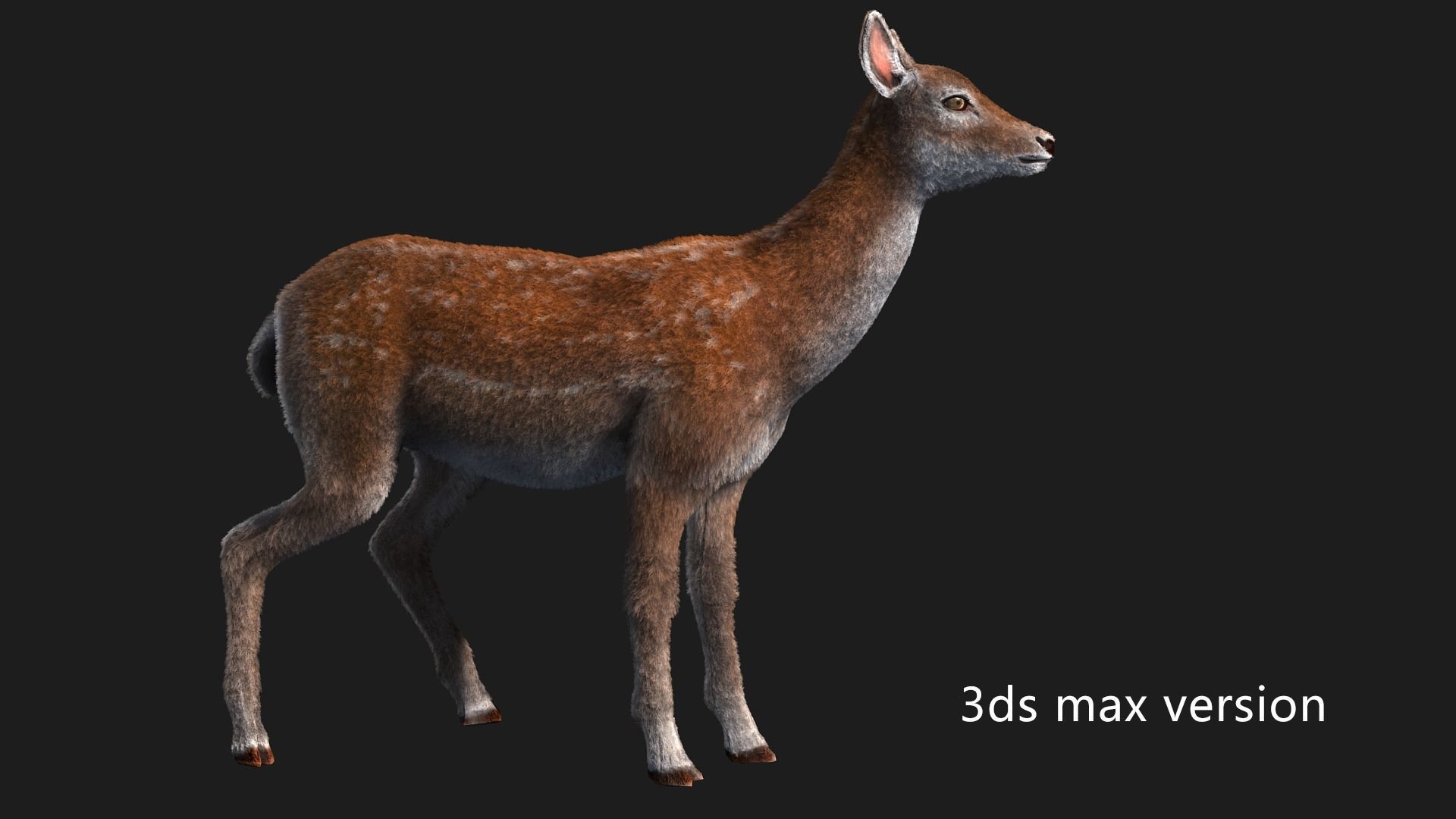 hair effect deer  3D model_3
