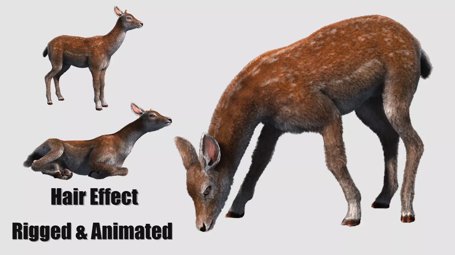 hair effect deer  3D model_0