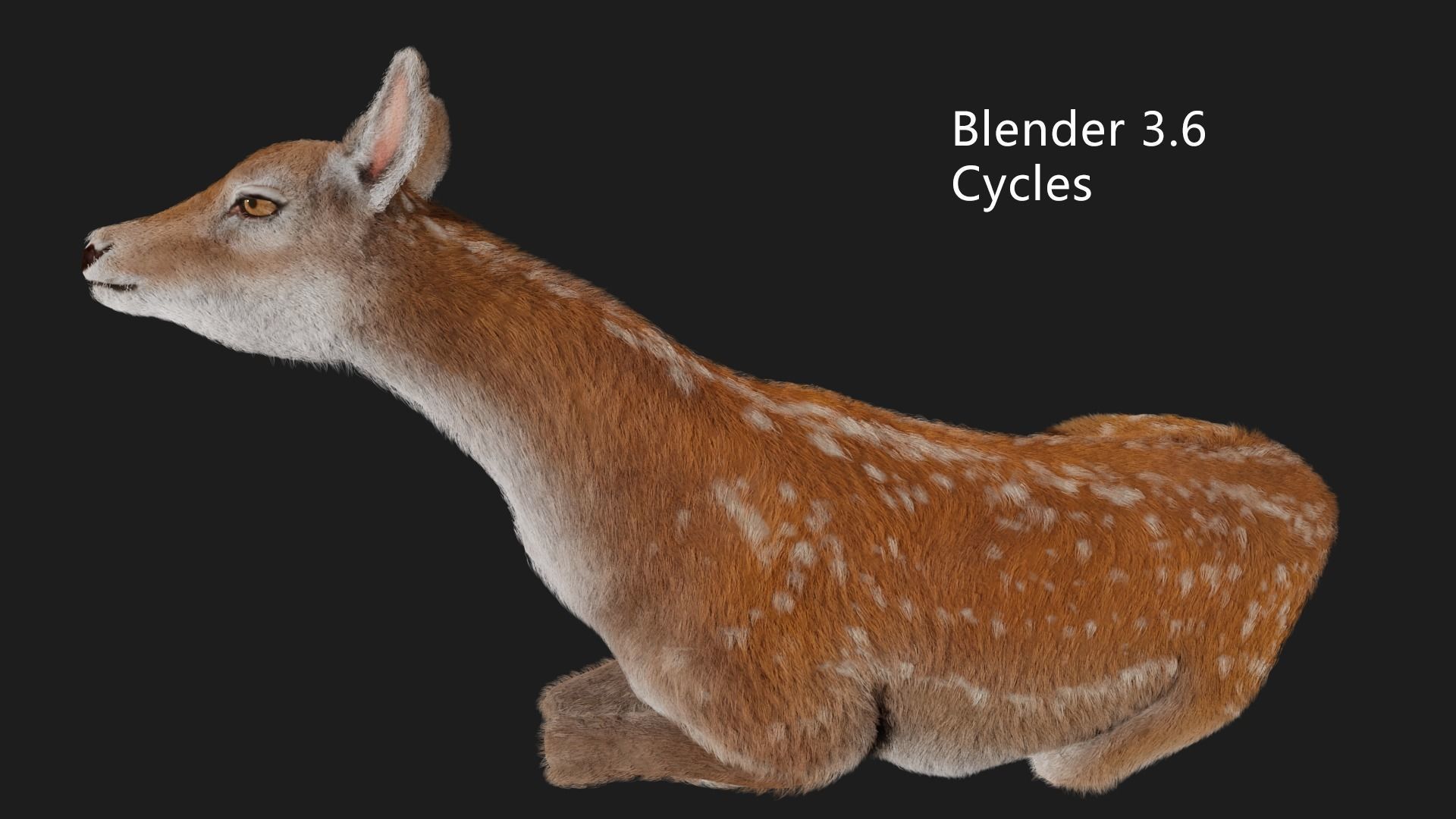 hair effect deer  3D model_7