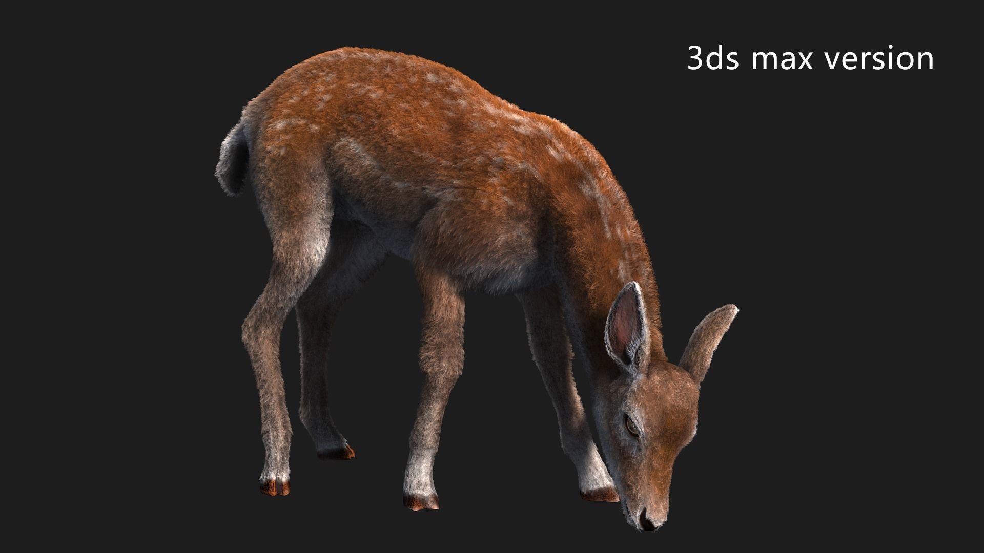 hair effect deer  3D model_4