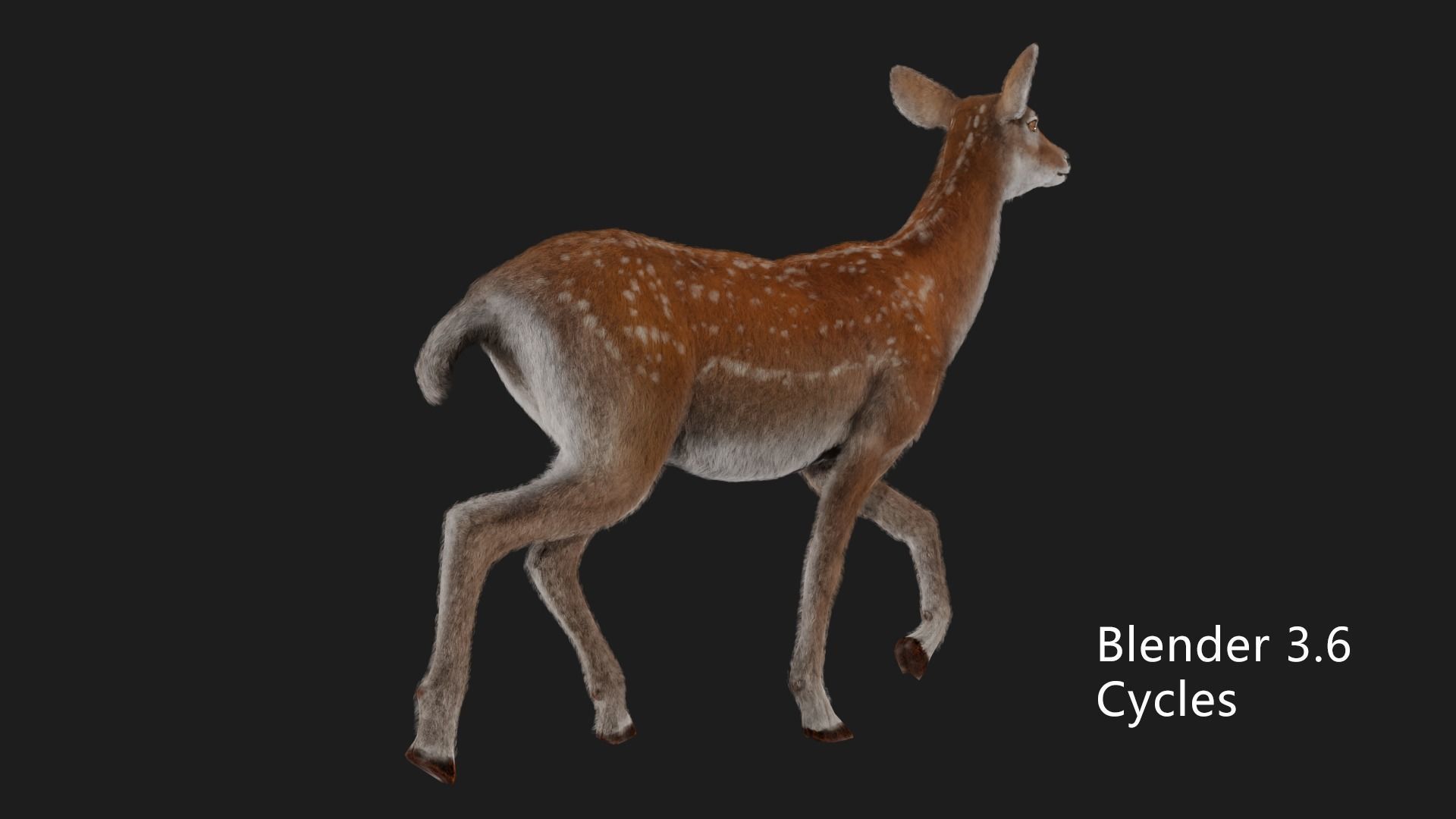 hair effect deer  3D model_10