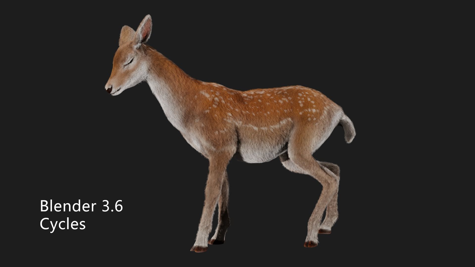 hair effect deer  3D model_9