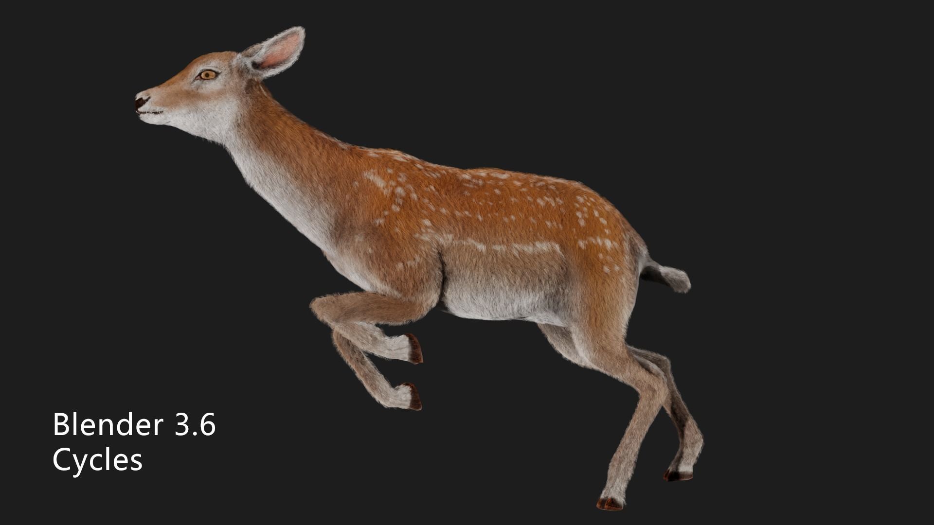 hair effect deer  3D model_8