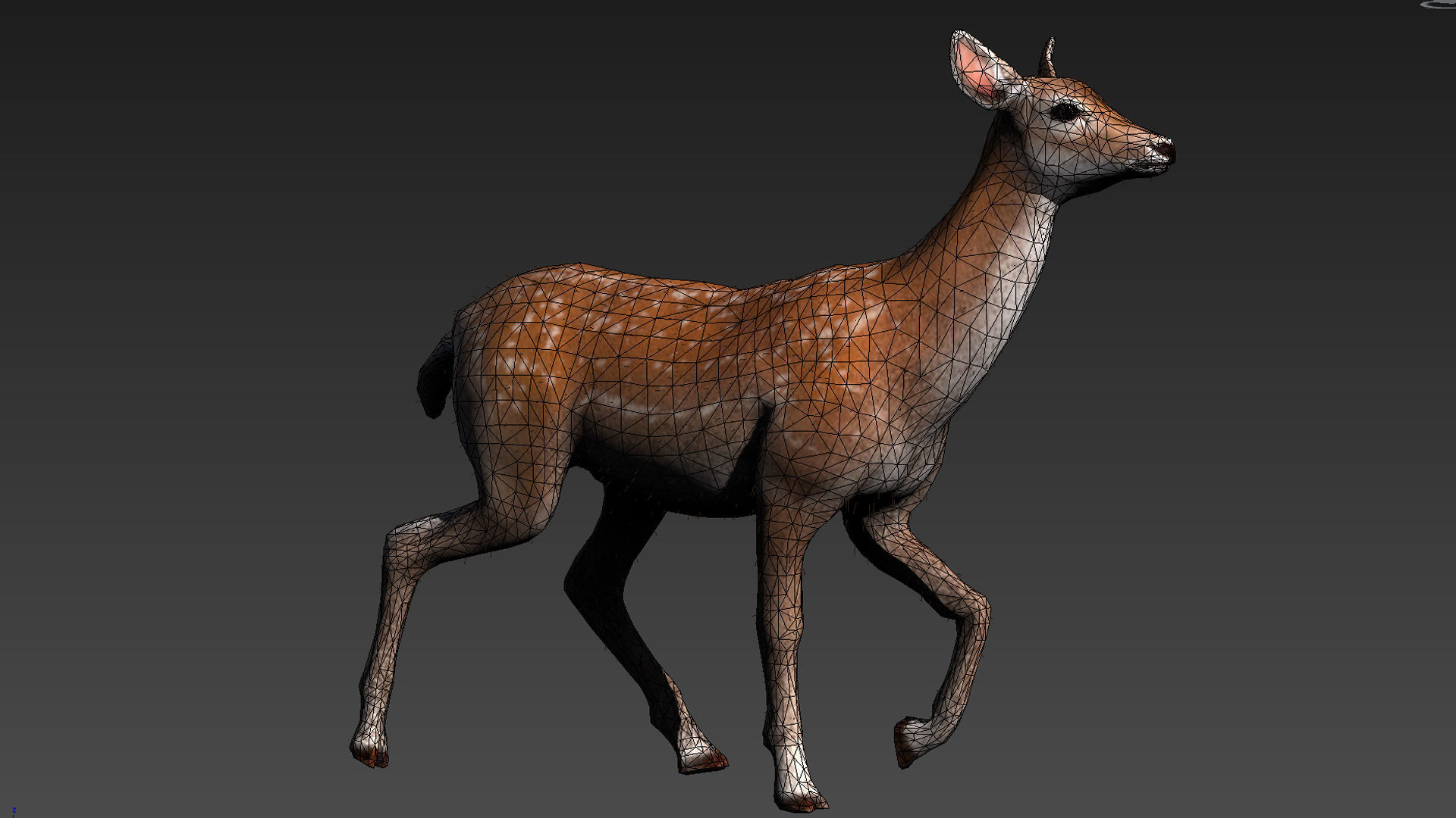 hair effect deer  3D model_12