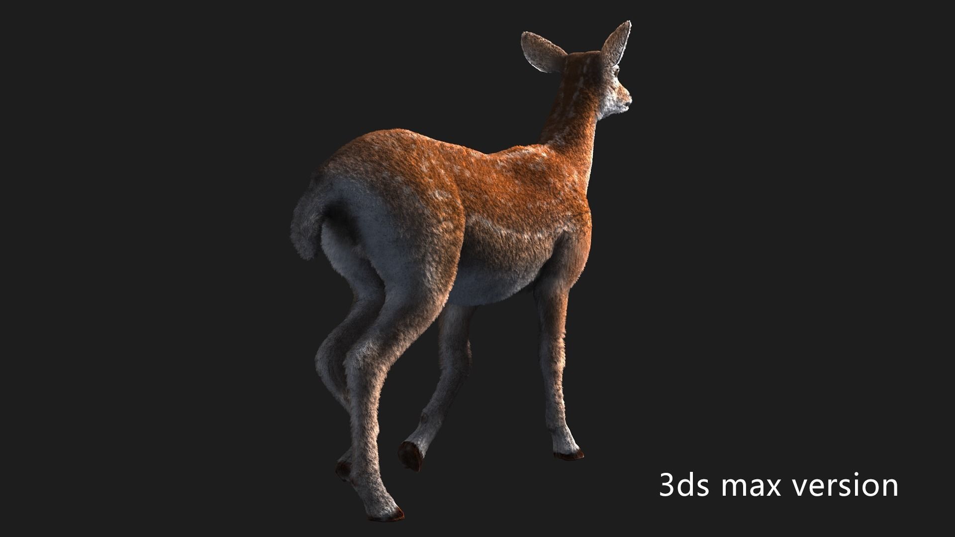hair effect deer  3D model_6