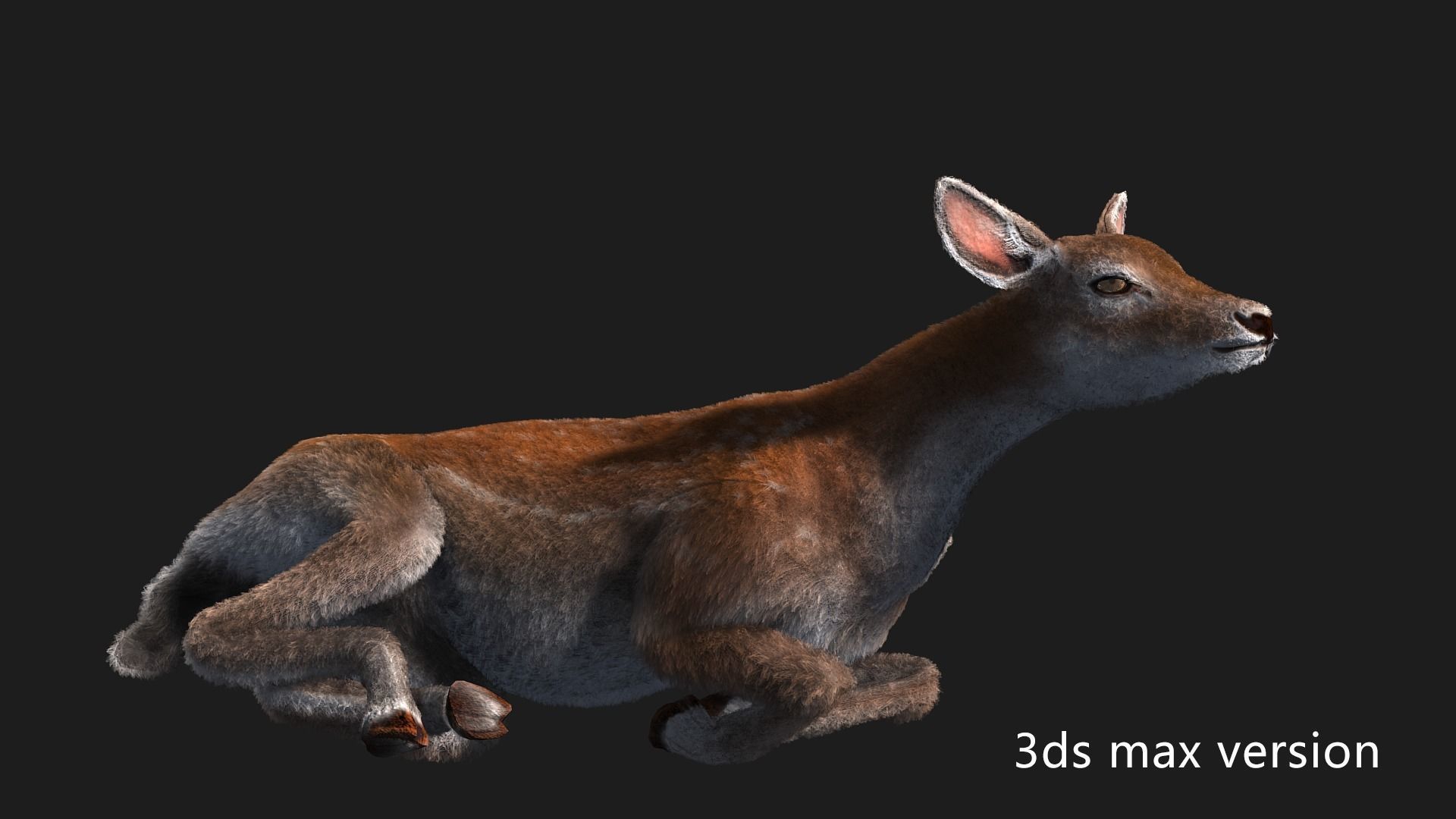 hair effect deer  3D model_5