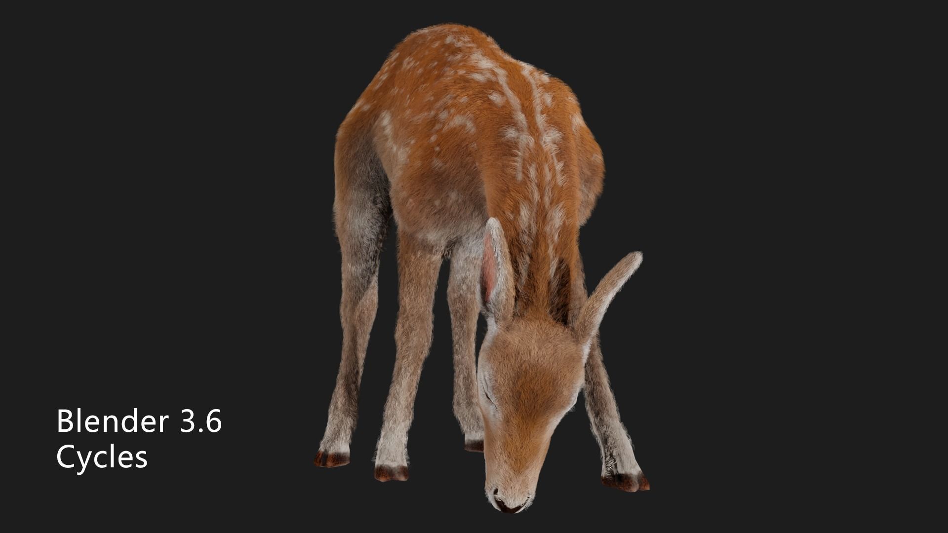 hair effect deer  3D model_11