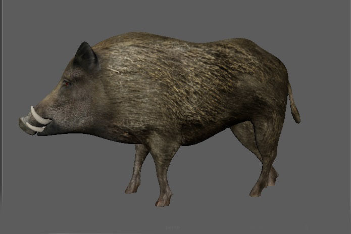 Wild Boar 3D model_10
