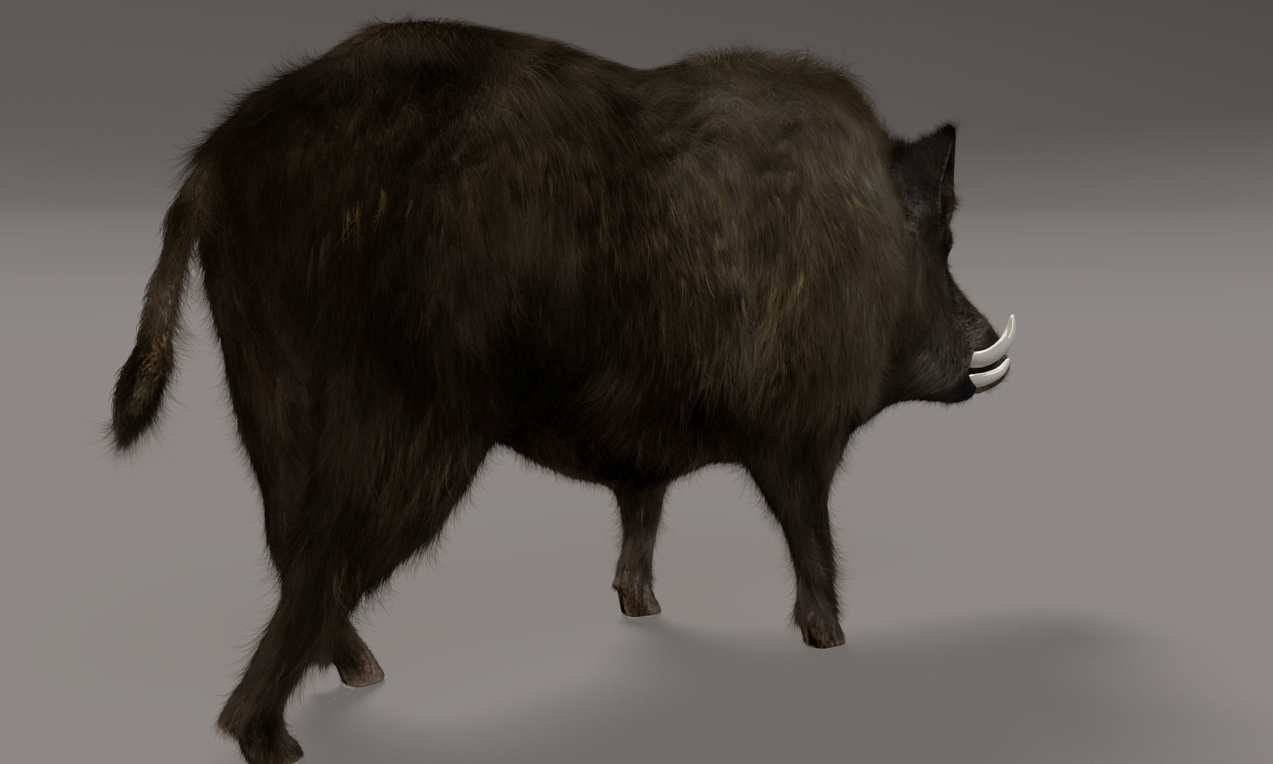 Wild Boar 3D model_8