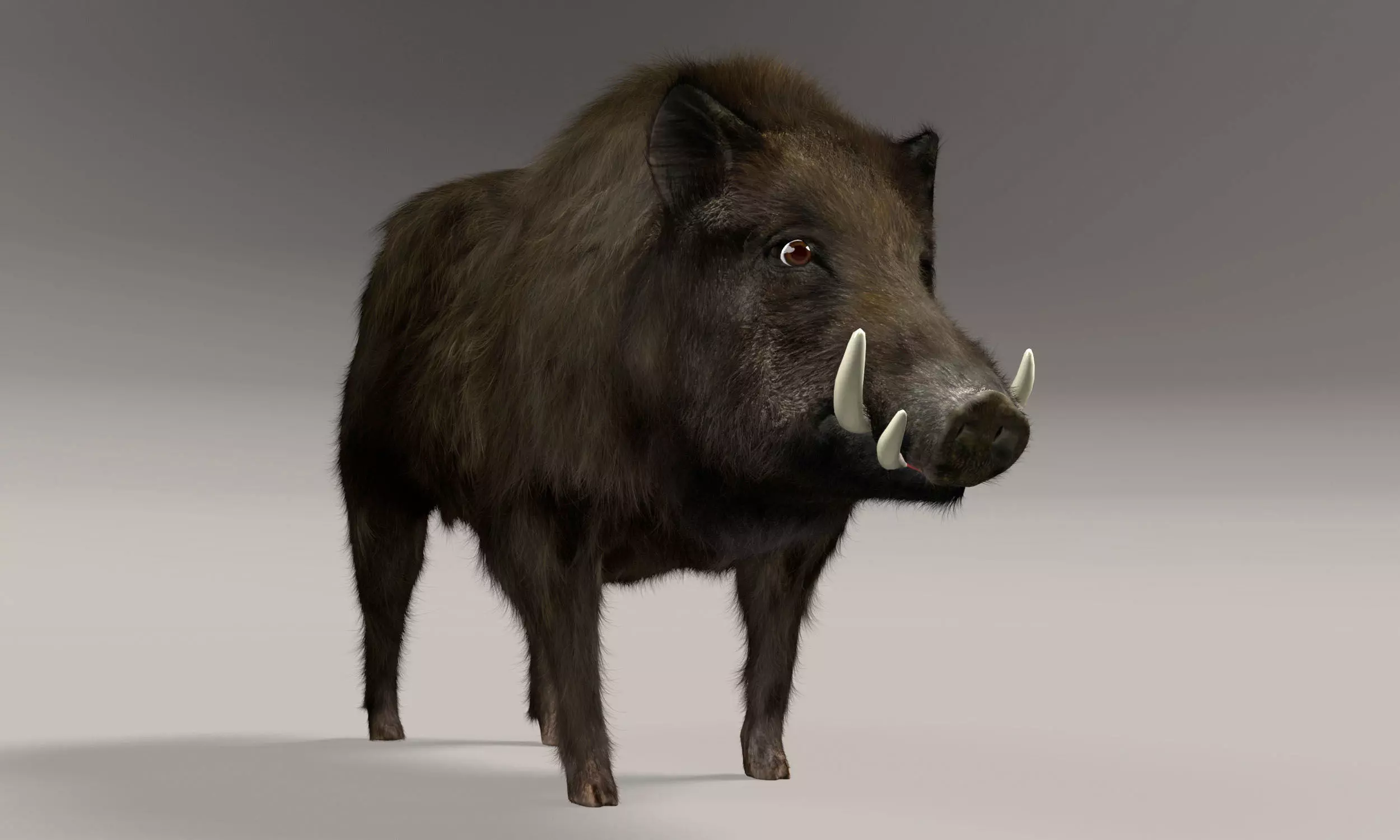 Wild Boar 3D model_0
