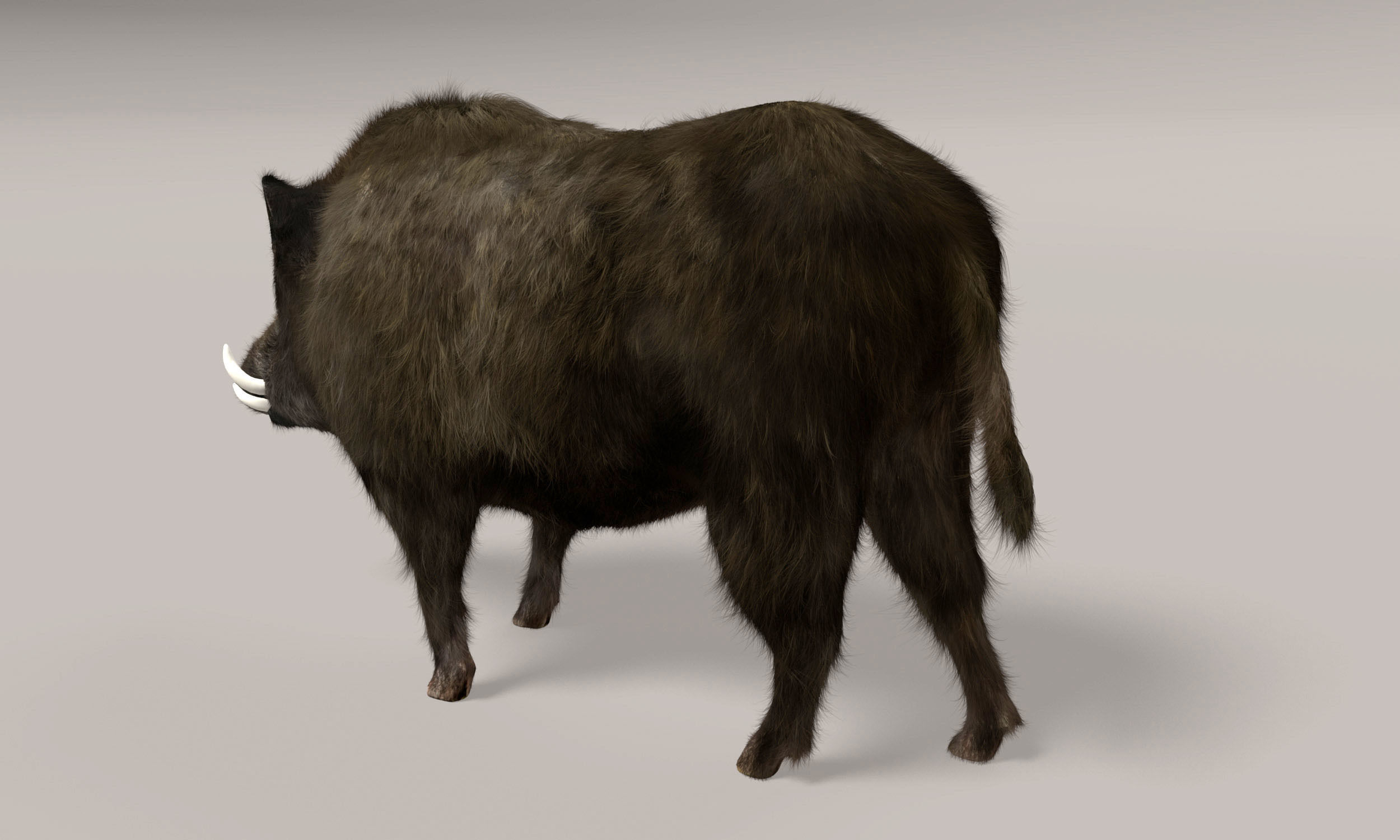 Wild Boar 3D model_7