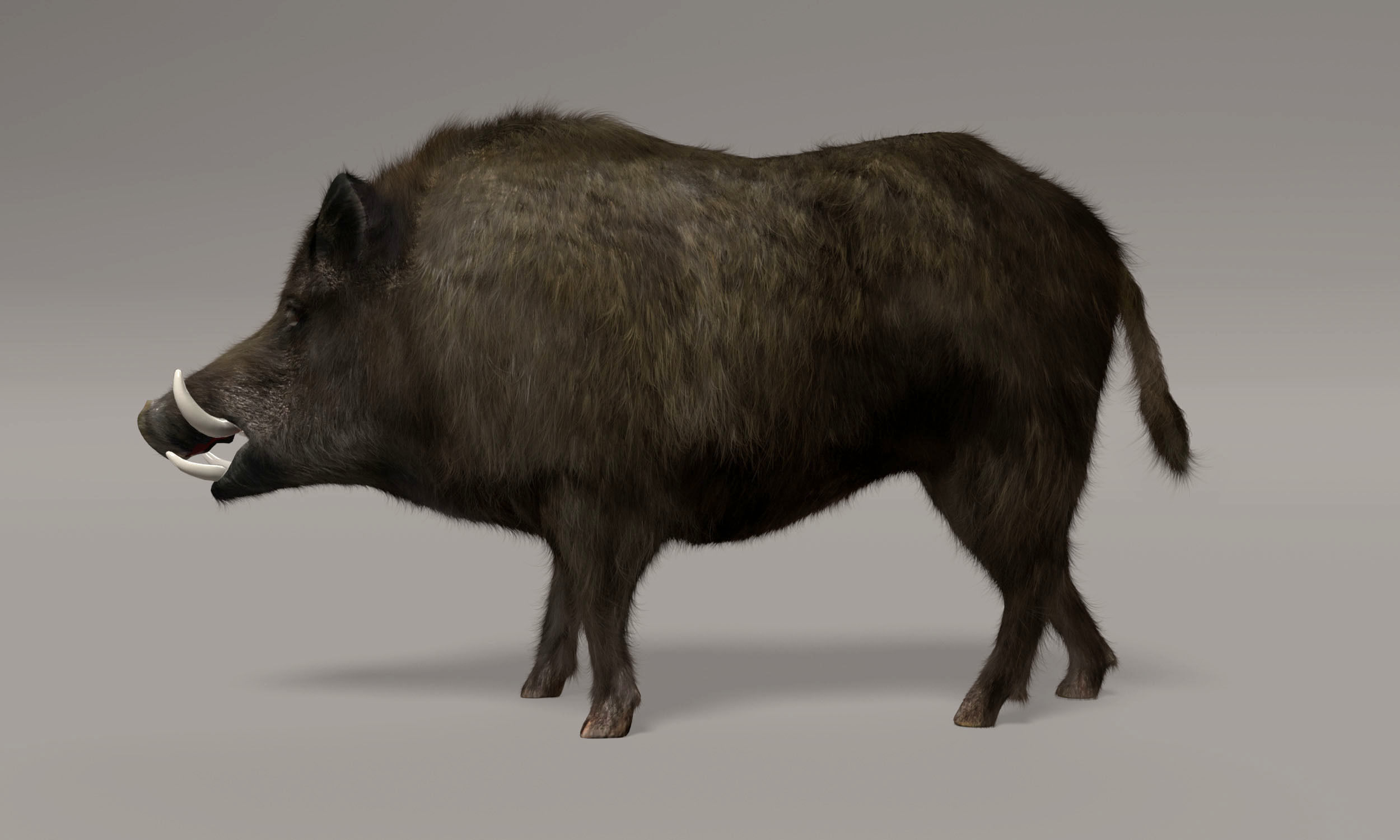 Wild Boar 3D model_3
