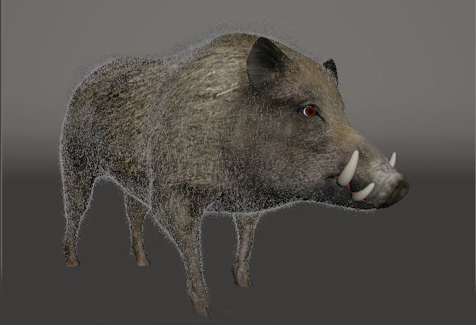Wild Boar 3D model_9