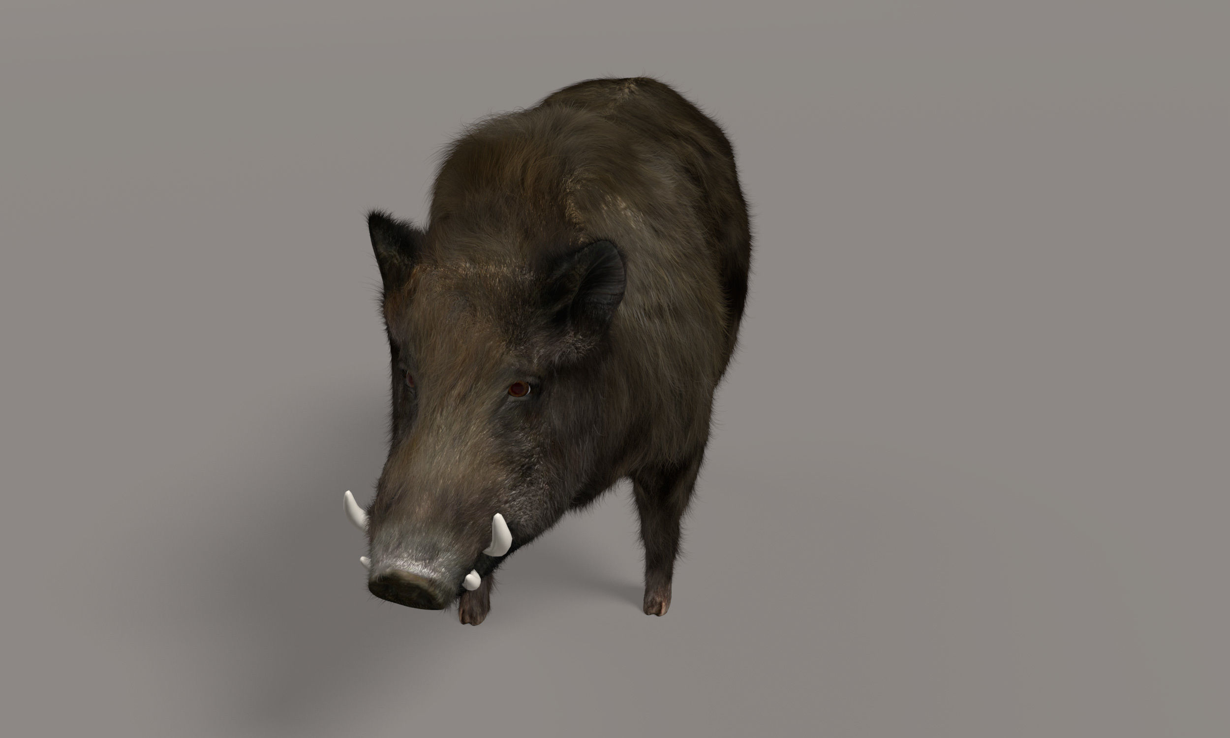 Wild Boar 3D model_4