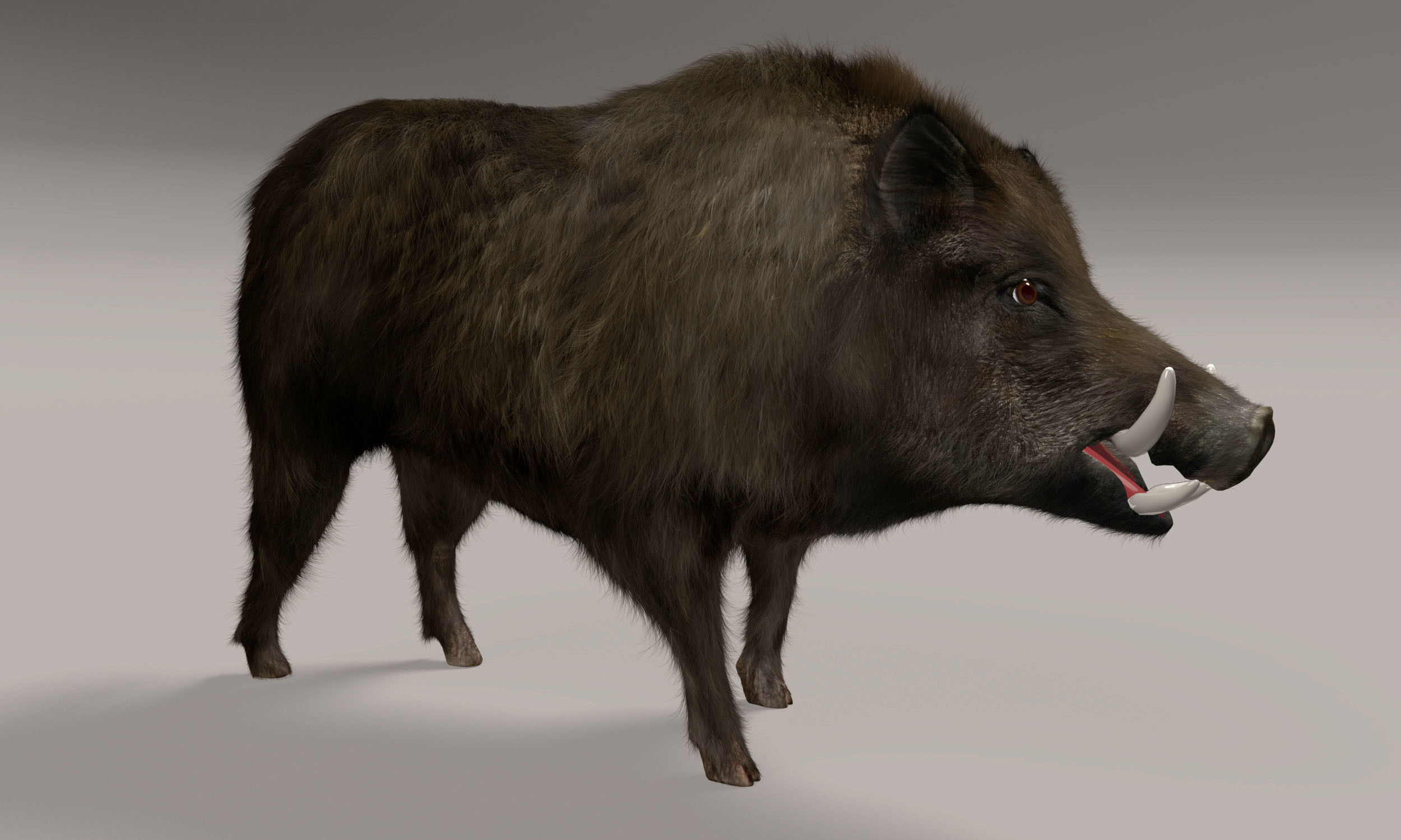 Wild Boar 3D model_5