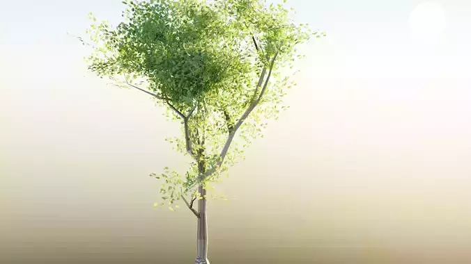 low poly tree on sunny day