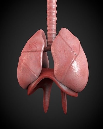 Respiratory System 3D model