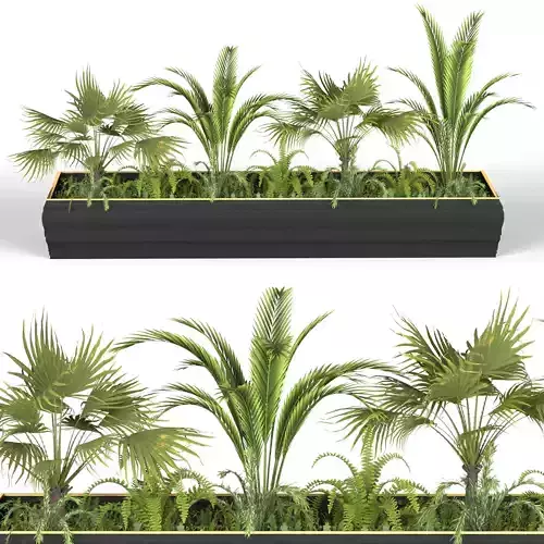 Plants collection 7 two palm trees in planter 3D model