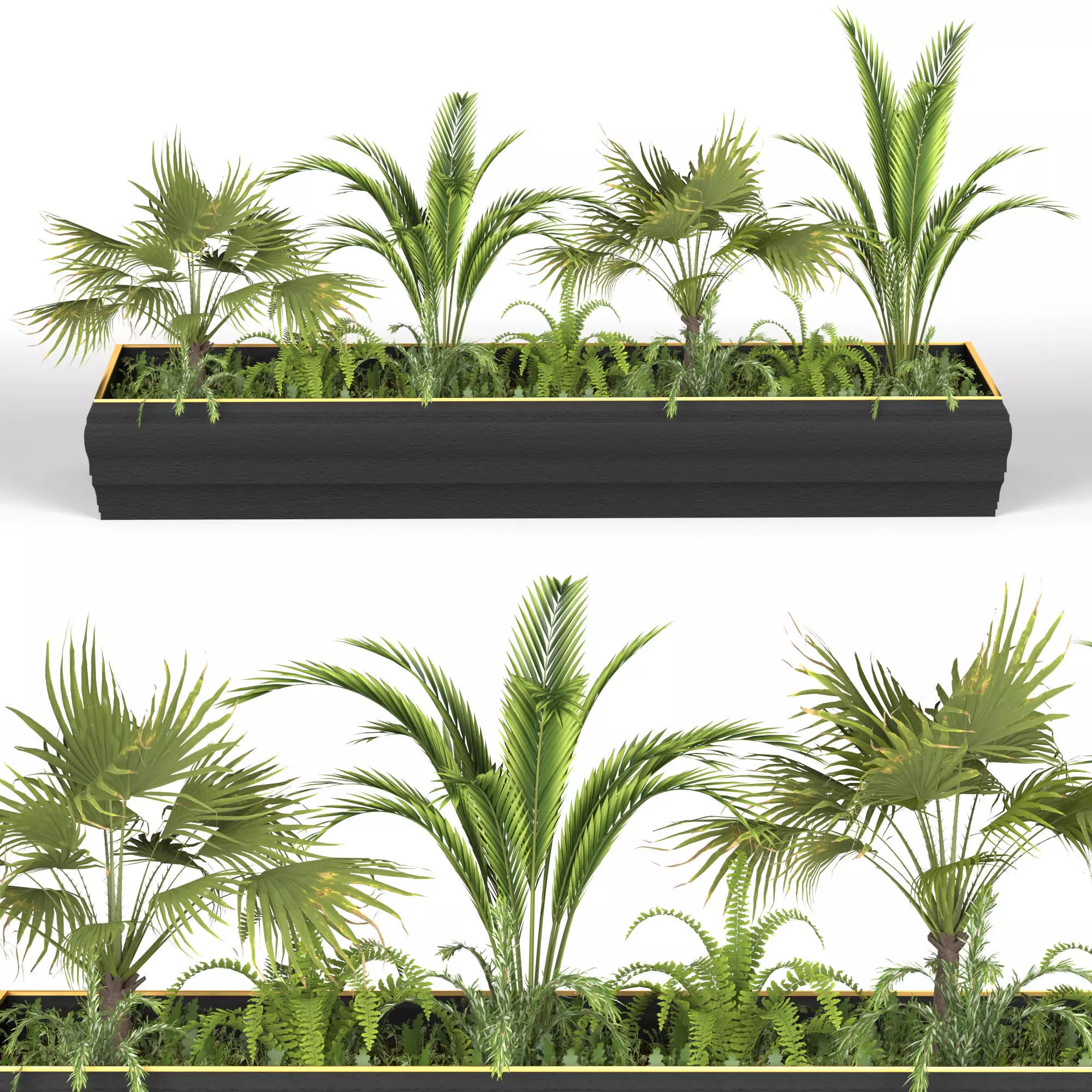 Plants collection 7 two palm trees in planter 3D model_0