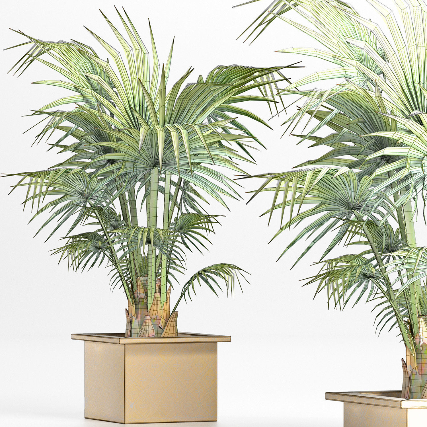 Plants Collection 165 Arabian Sabal Minor 3D model_7