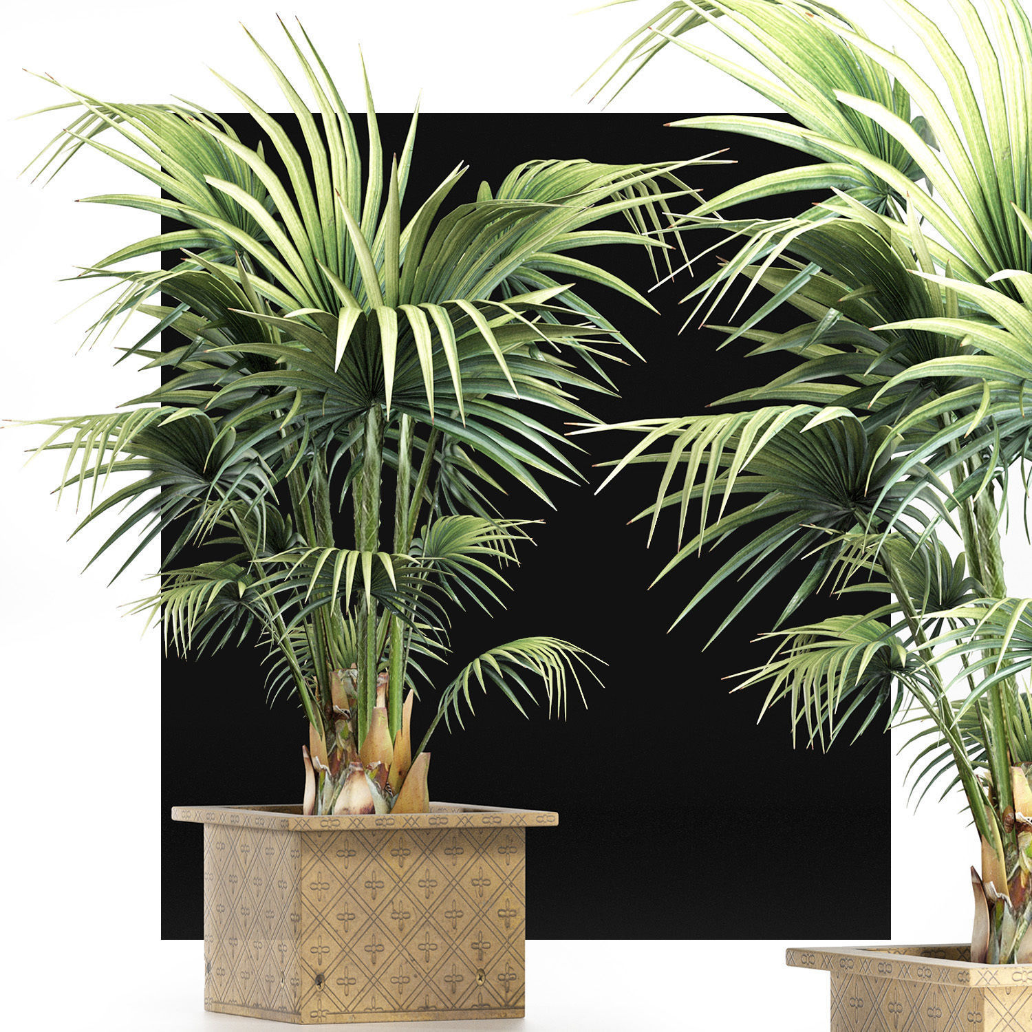 Plants Collection 165 Arabian Sabal Minor 3D model_5