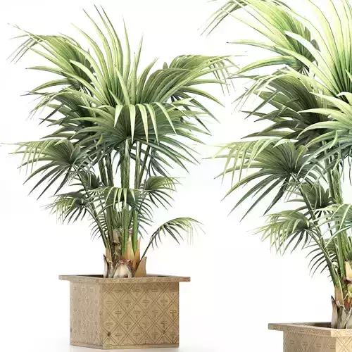 Plants Collection 165 Arabian Sabal Minor 3D model