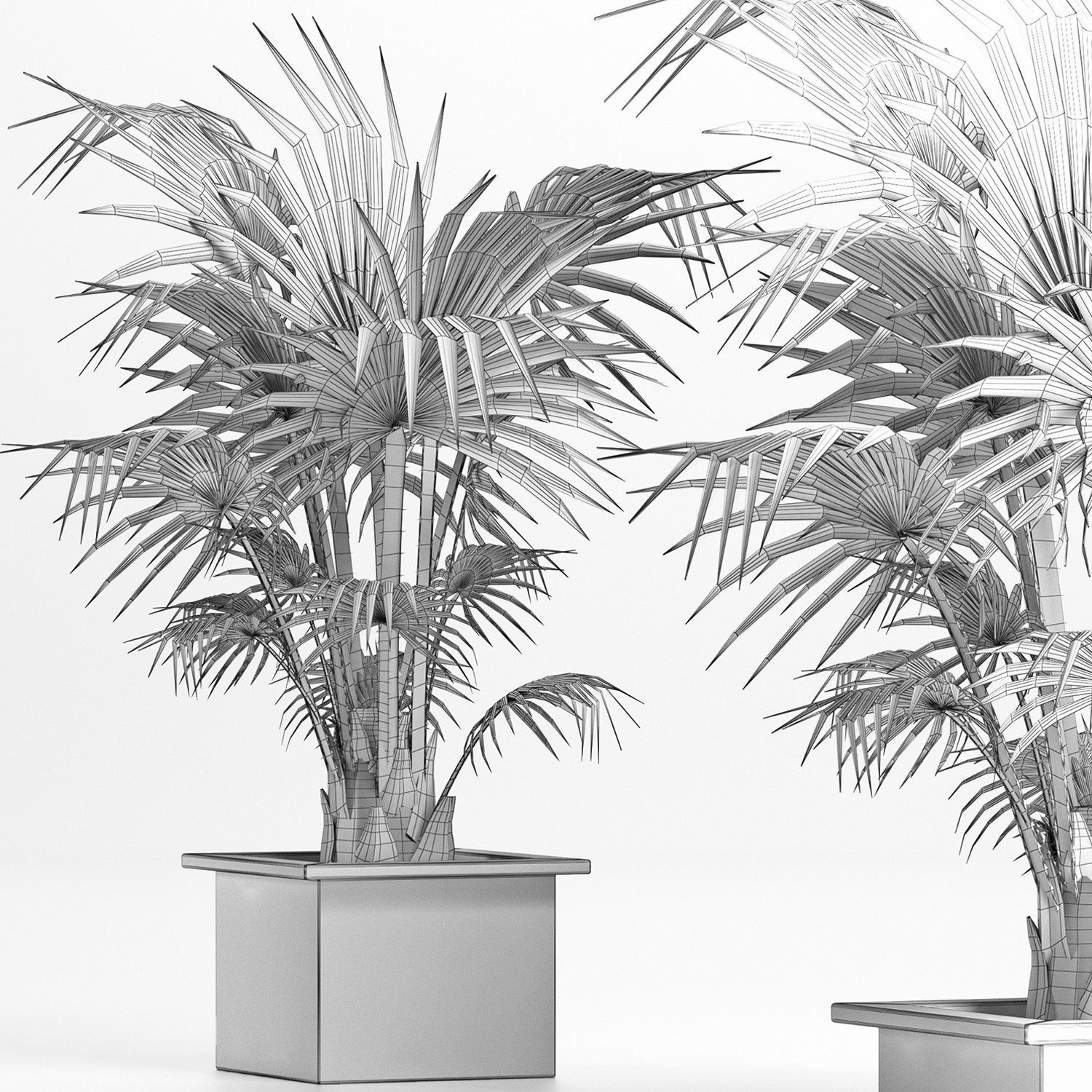 Plants Collection 165 Arabian Sabal Minor 3D model_6