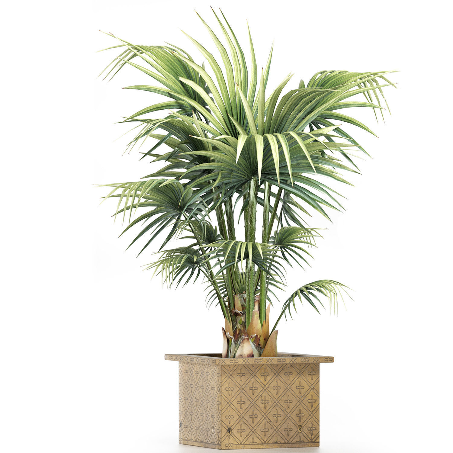 Plants Collection 165 Arabian Sabal Minor 3D model_1