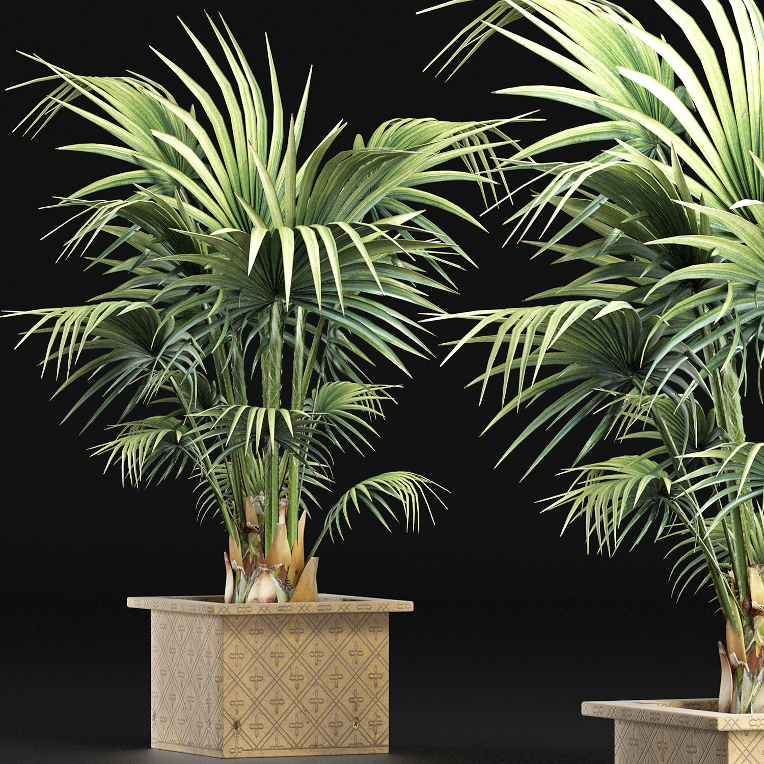 Plants Collection 165 Arabian Sabal Minor 3D model_2