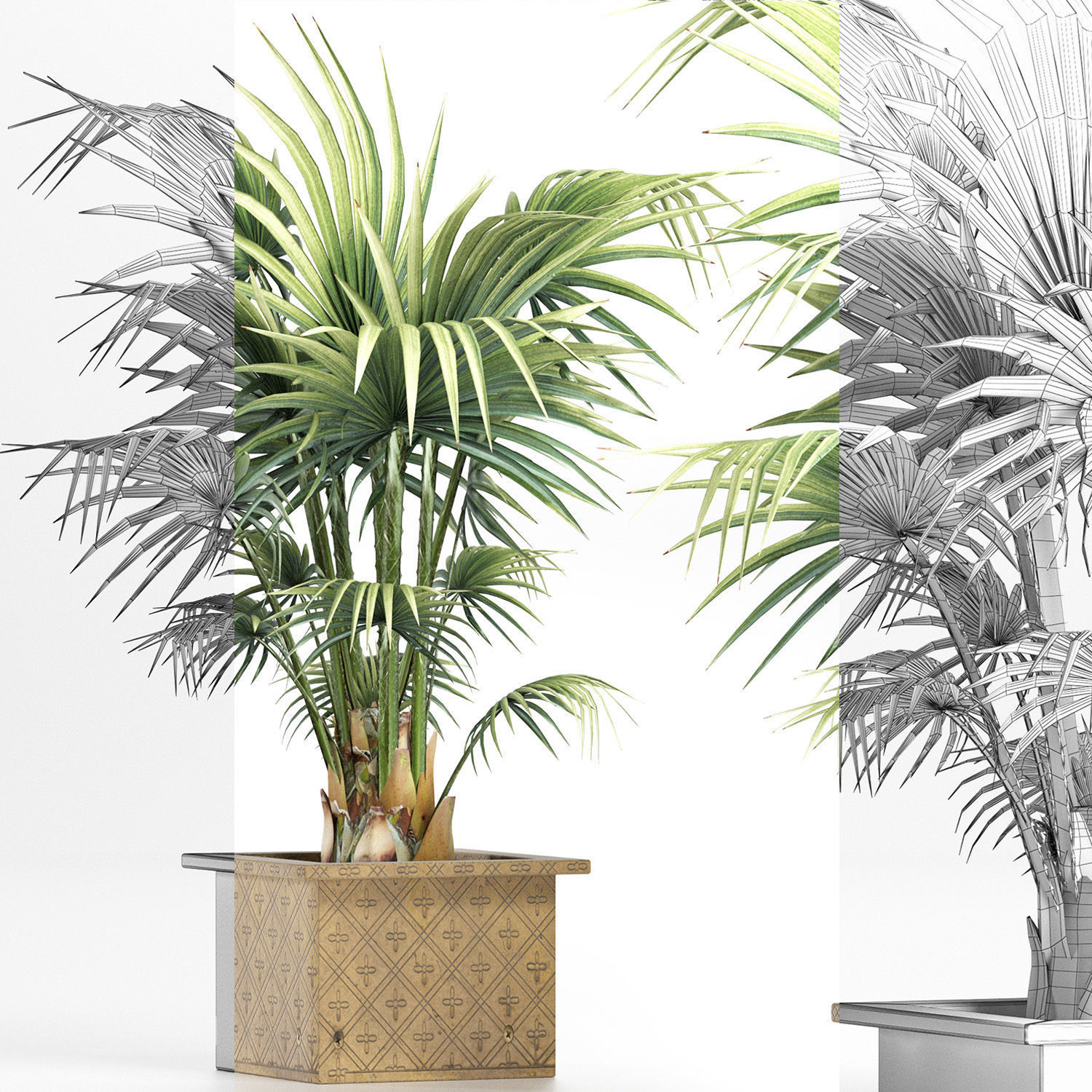 Plants Collection 165 Arabian Sabal Minor 3D model_8