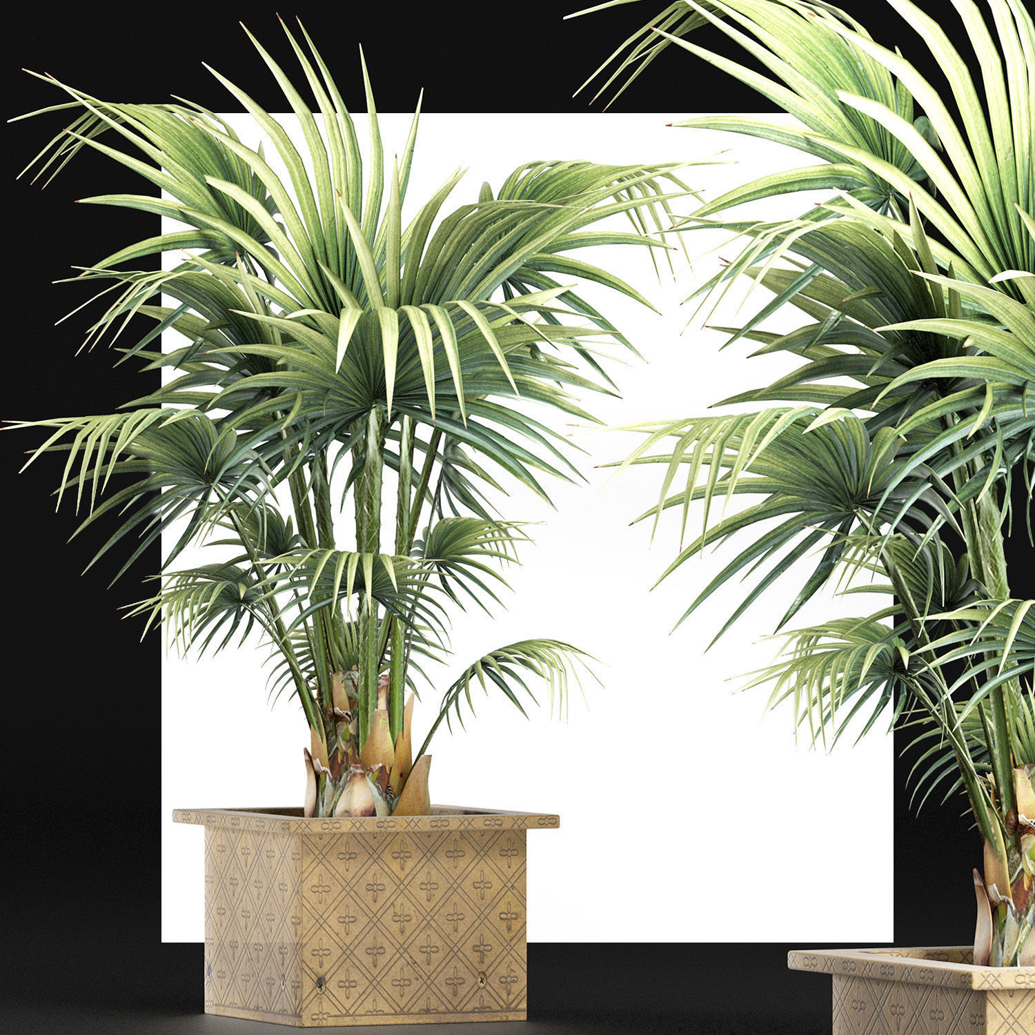 Plants Collection 165 Arabian Sabal Minor 3D model_4