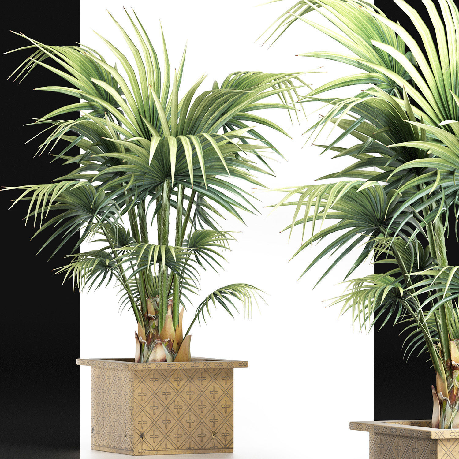 Plants Collection 165 Arabian Sabal Minor 3D model_3