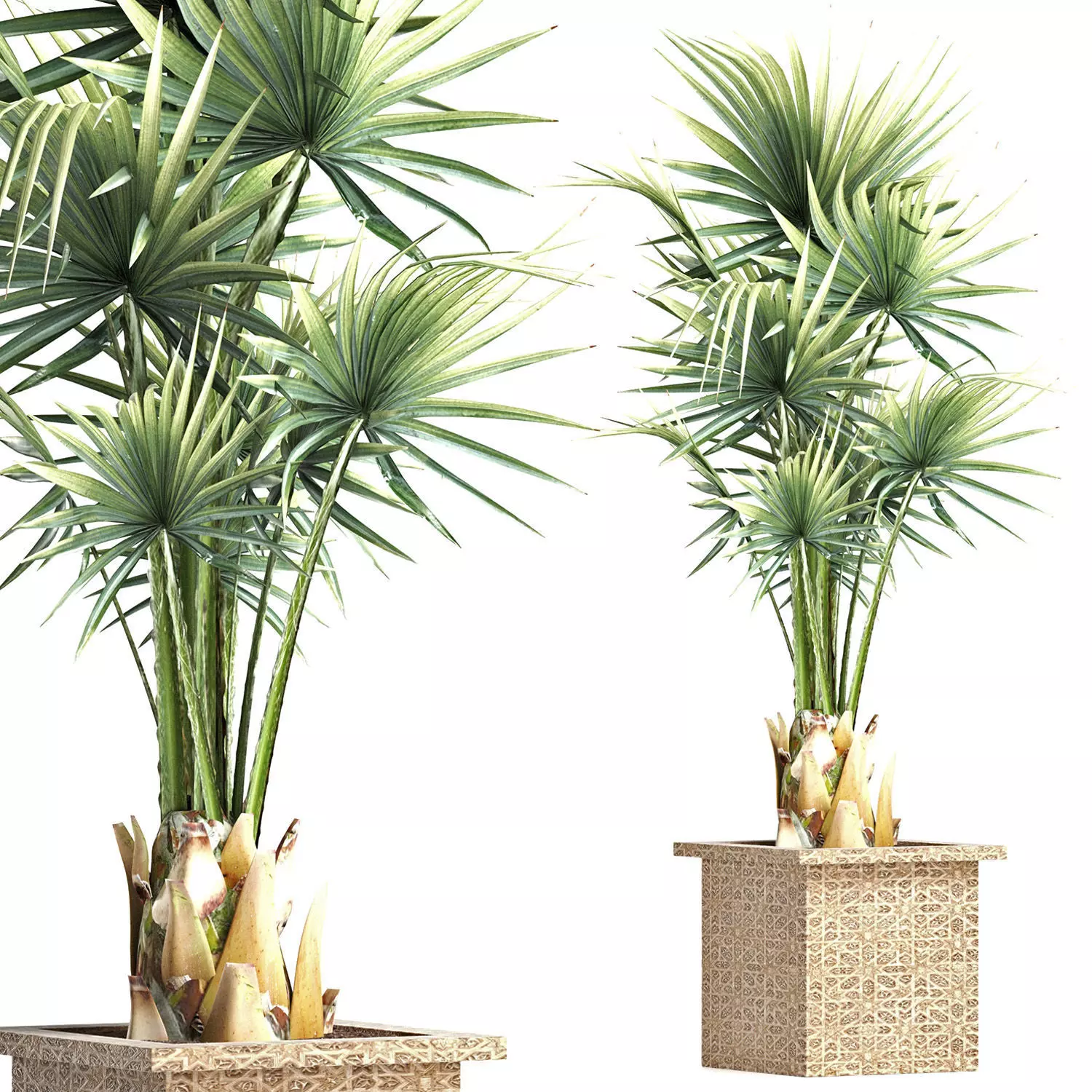 Plants Collection 168 Arabian Sabal Minor 3D model