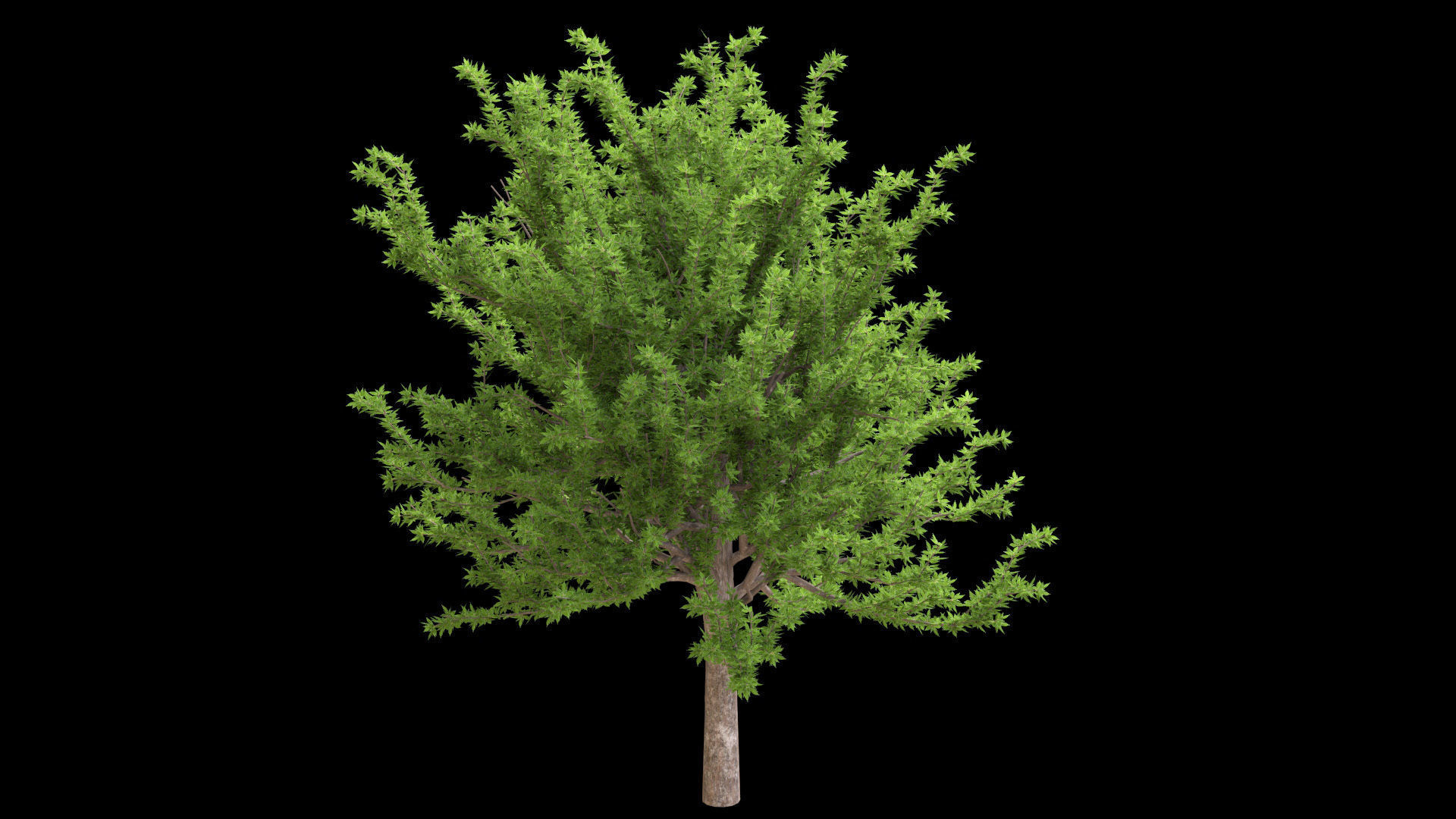 Quercus glauca arakashi free model Free 3D model_2