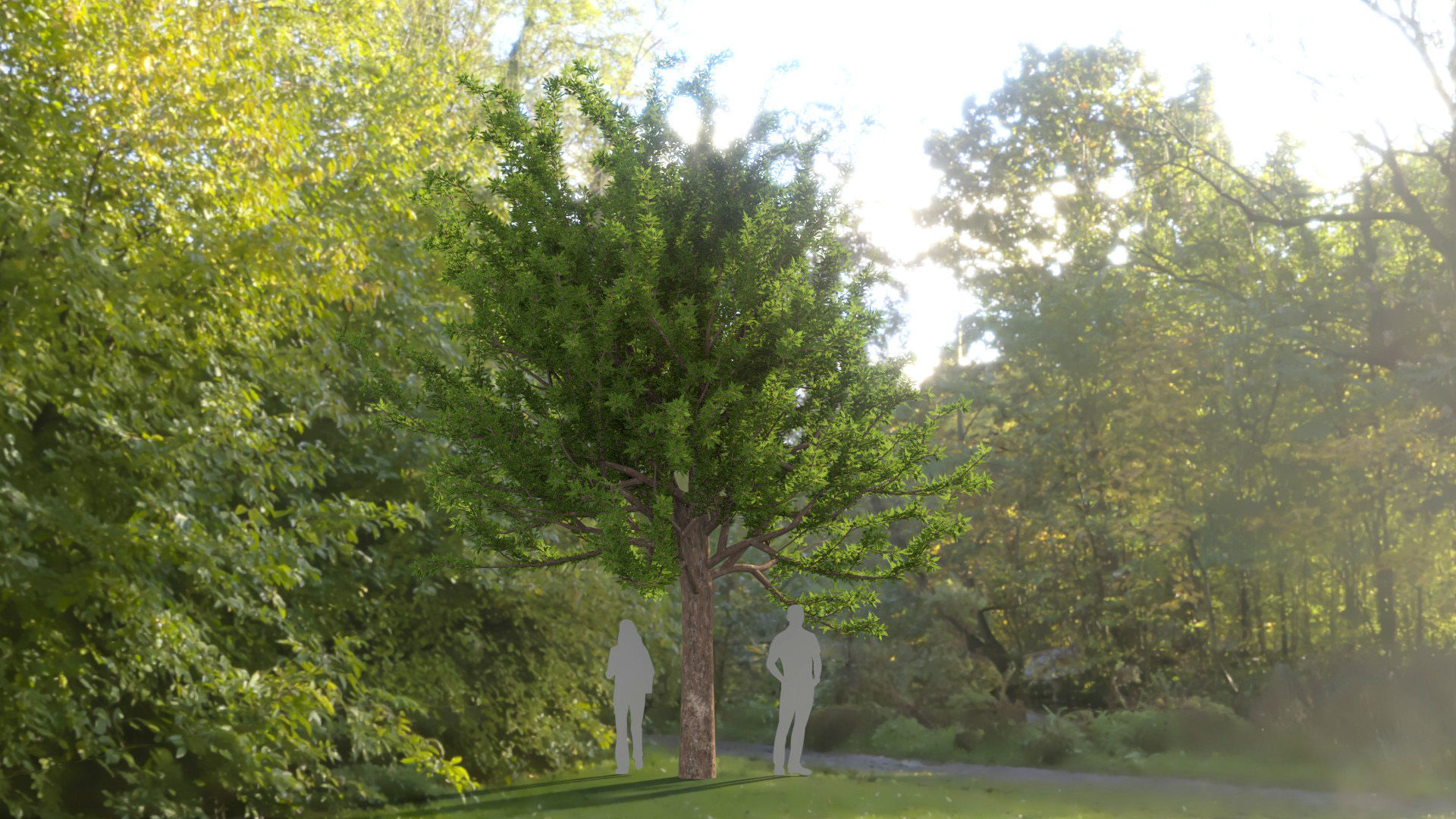 Quercus glauca arakashi free model Free 3D model_1