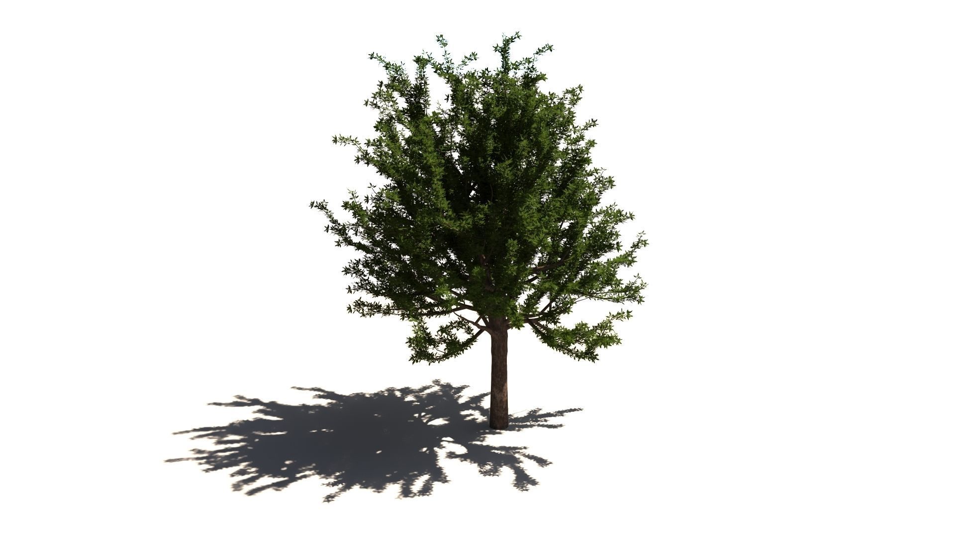 Quercus glauca arakashi free model Free 3D model_6