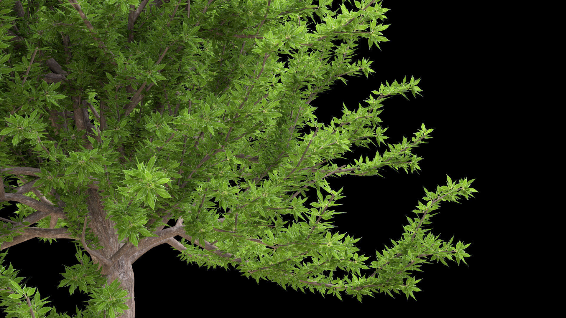 Quercus glauca arakashi free model Free 3D model_3