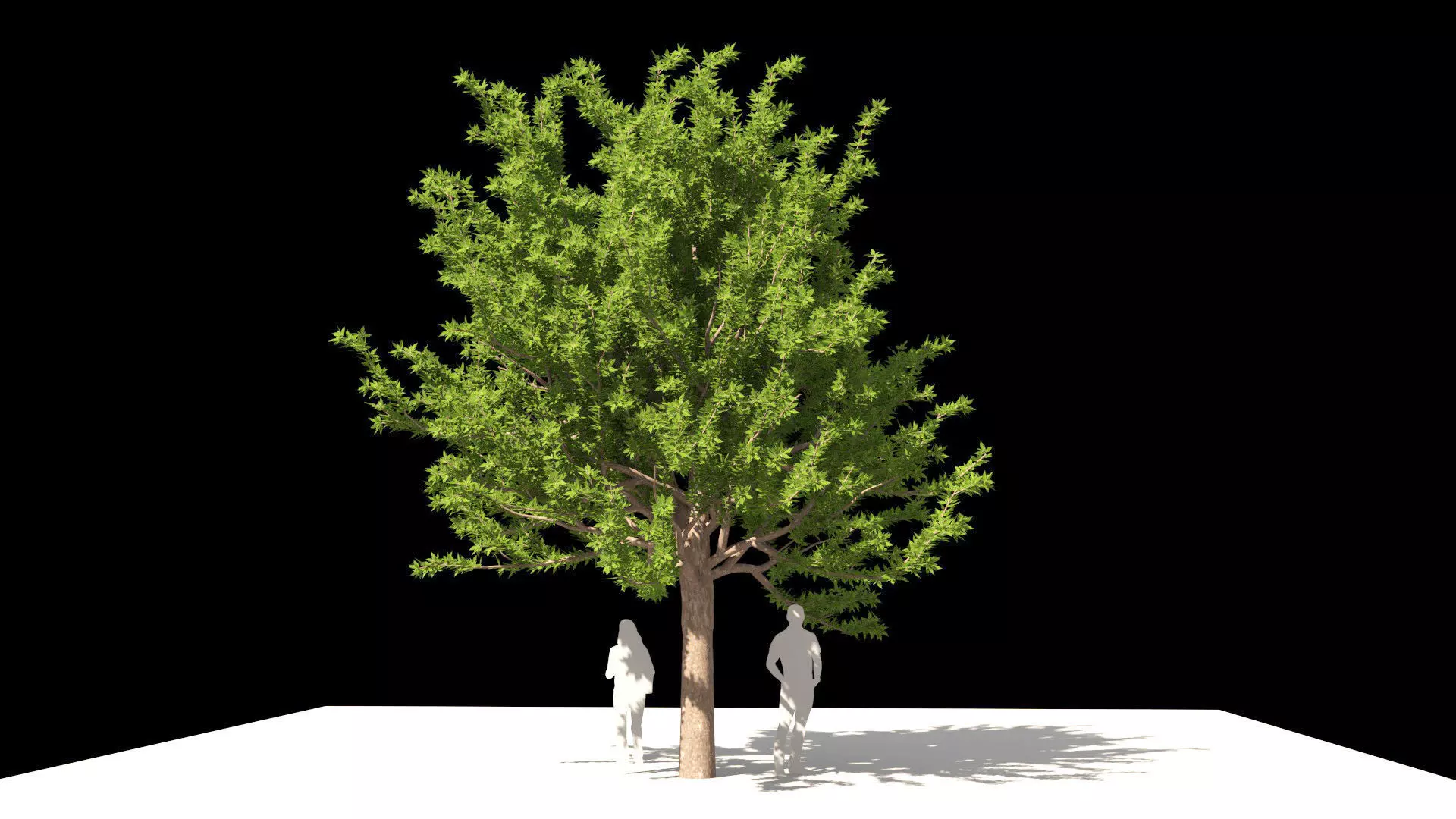 Quercus glauca arakashi free model Free 3D model_0