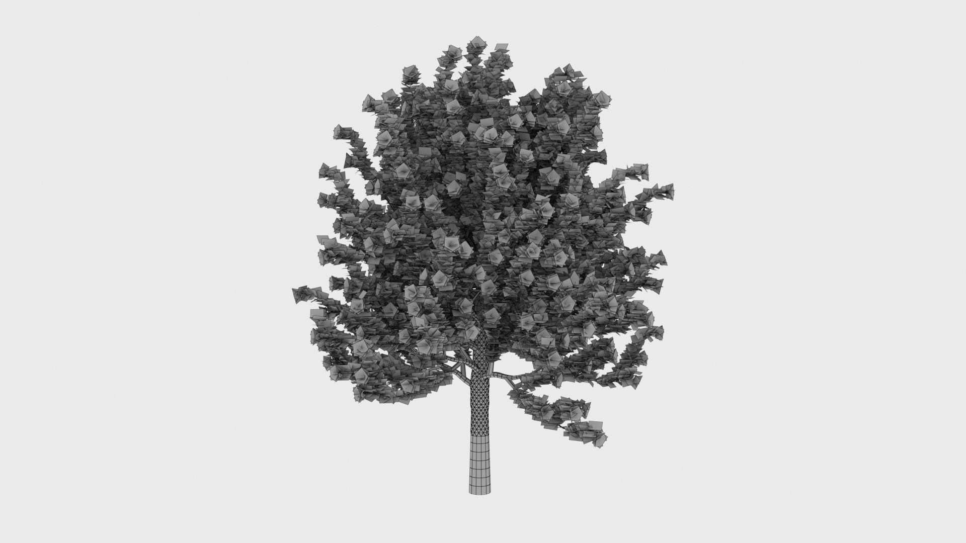 Quercus glauca arakashi free model Free 3D model_7