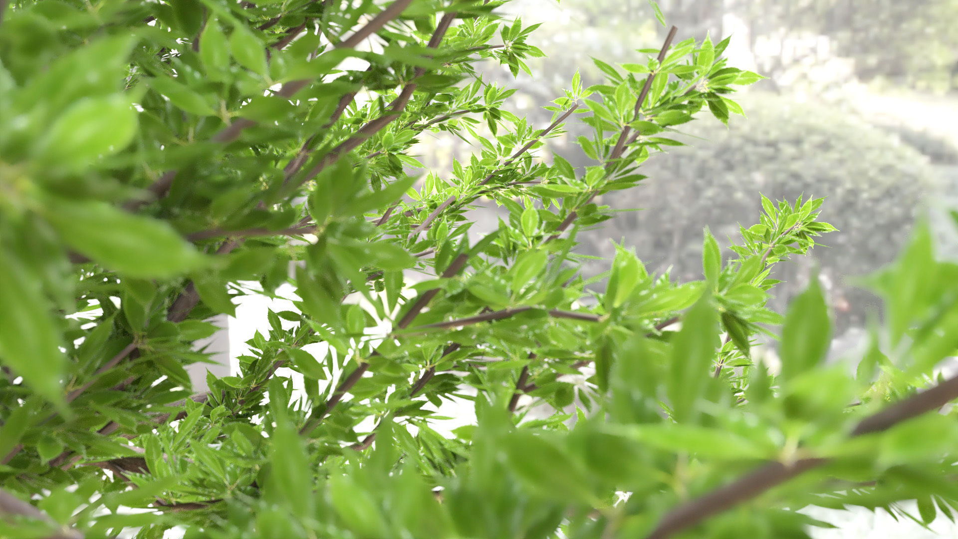 Quercus glauca arakashi free model Free 3D model_5