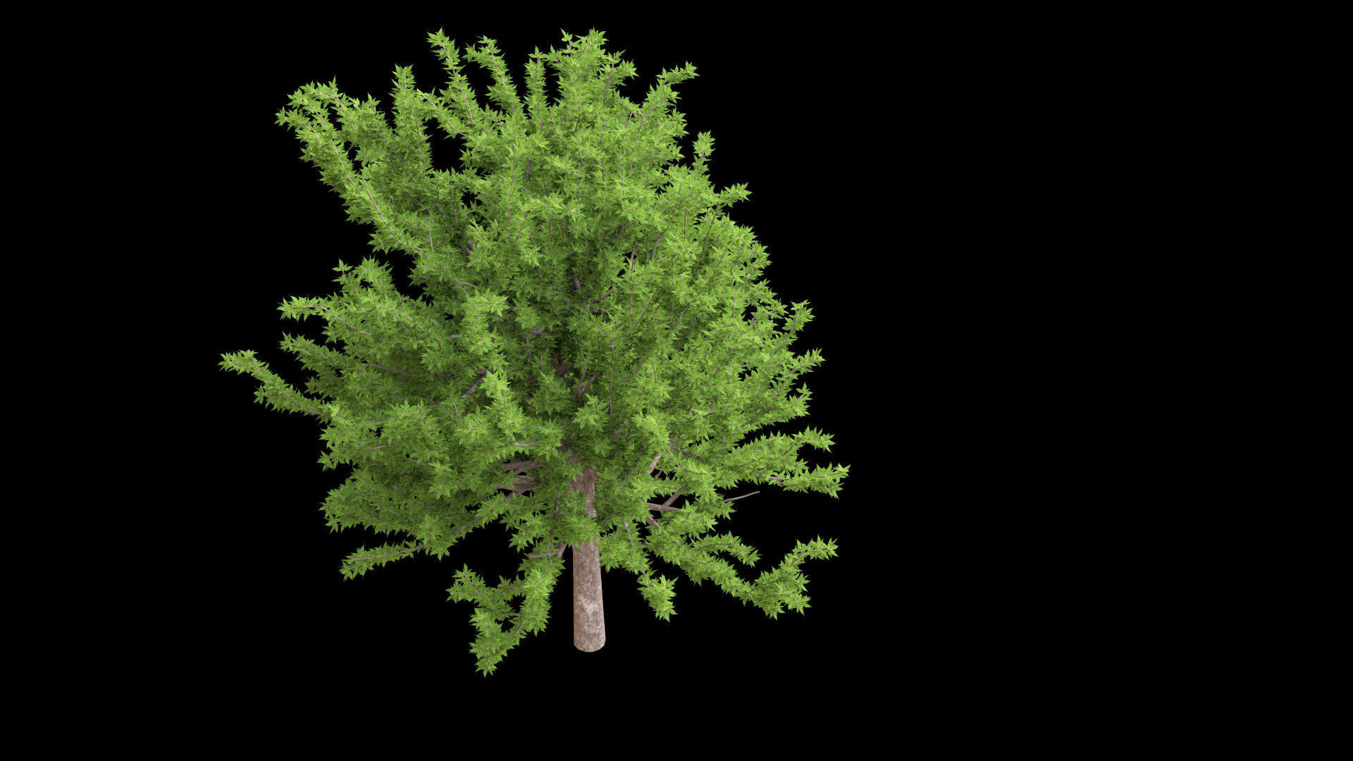 Quercus glauca arakashi free model Free 3D model_4