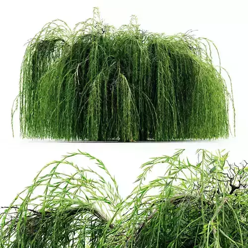 Weeping Willow 02 tree collection 5 trees in the scene
