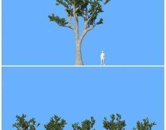 big tree 3D model_5