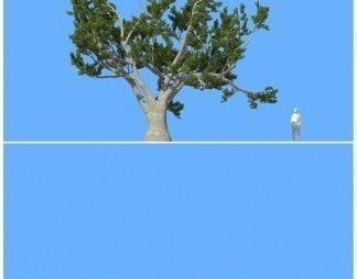 big tree 3D model_6