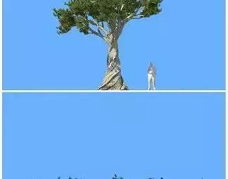 big tree 3D model