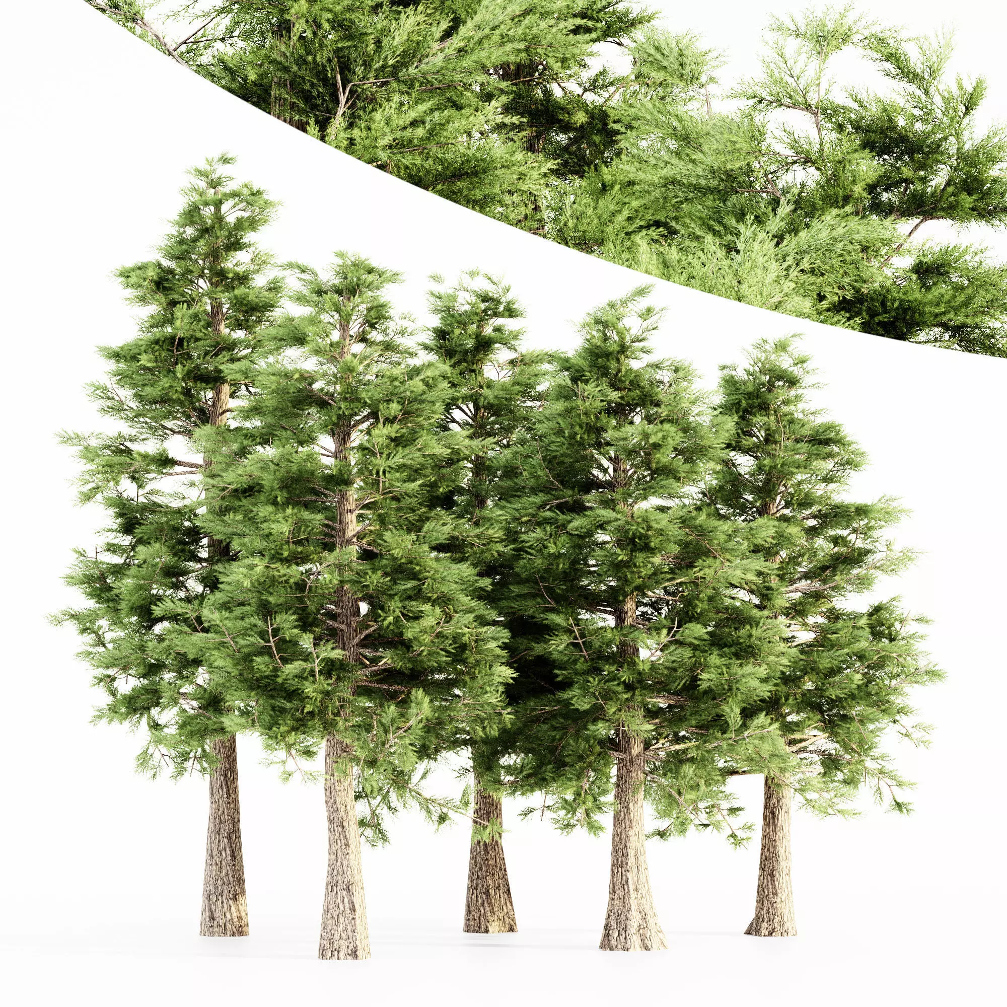 Western Red Cedar tree collection 5 trees in the scene 3D model